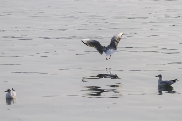 Gaivota no lago — Fotografia de Stock