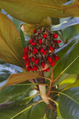 Manolya ağacı çiçek açan