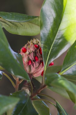 Manolya ağacı çiçek açan