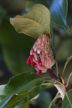 Manolya ağacı çiçek açan