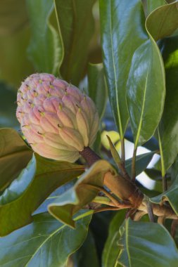 Manolya ağacı çiçek açan