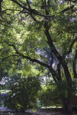 Parktaki ağaç