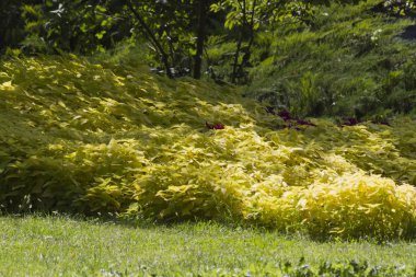 Yaz aylarında Bahçe