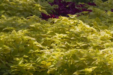 Yaz aylarında Bahçe