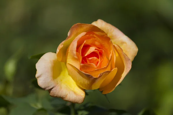 Roses in the garden — Stock Photo, Image