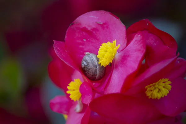 Snail on flower — Stock Photo, Image