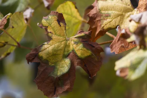 Herfstblad — Stockfoto