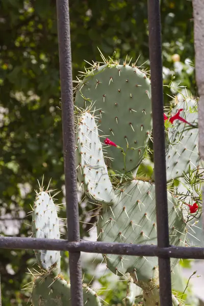 Planta suculenta — Foto de Stock