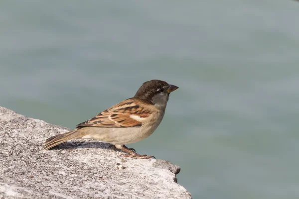 Pássaro no lago — Fotografia de Stock