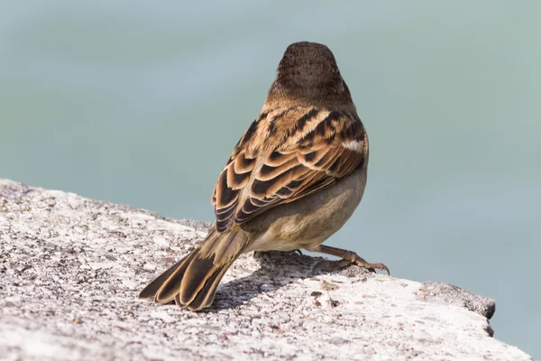 Vogel op lake — Stockfoto