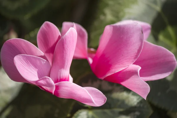 Cyclamen in garden — Stock Photo, Image