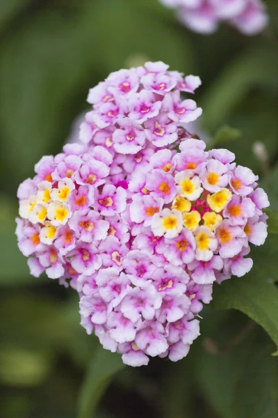 Bloem in de tuin — Stockfoto