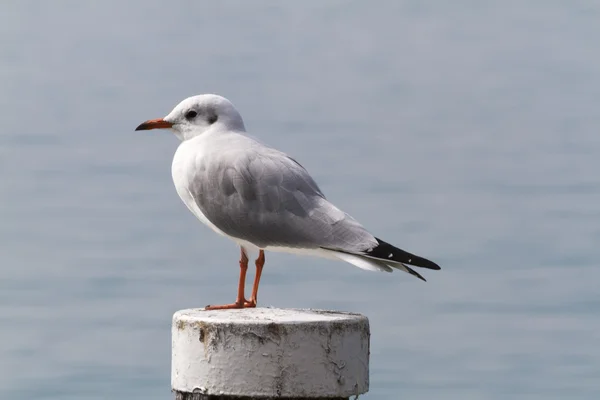 Måsen på sjön — Stockfoto