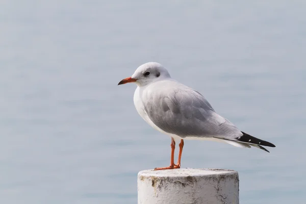 Möwe auf dem See — Stockfoto