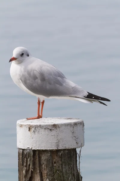 Möwe auf dem See — Stockfoto