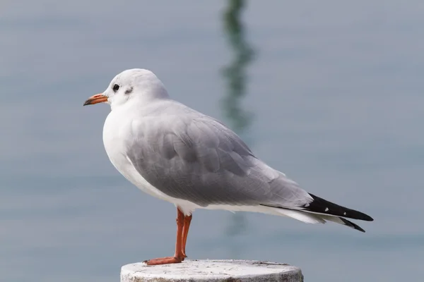 Måsen på sjön — Stockfoto