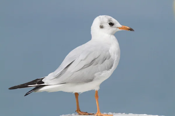 Måsen på sjön — Stockfoto