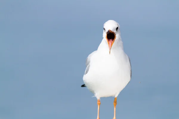 Gaivota no lago — Fotografia de Stock