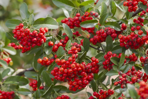 Baies rouges dans le jardin — Photo