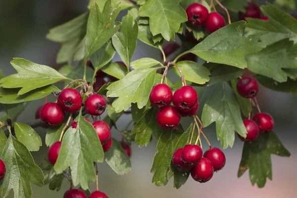 Baies rouges dans le jardin — Photo