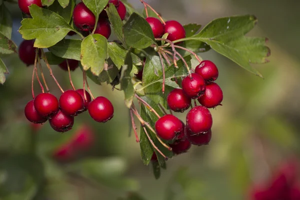 Baies rouges dans le jardin — Photo