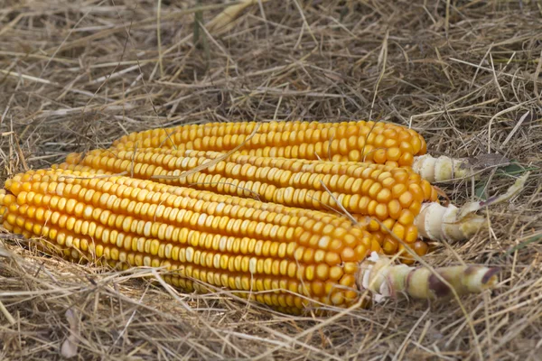 Cob in summer — Stock Photo, Image