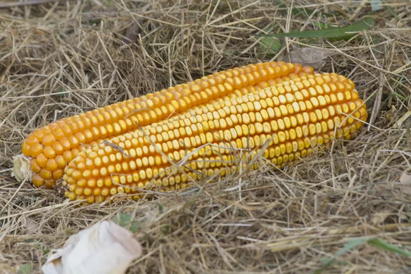 Cob in summer — Stock Photo, Image