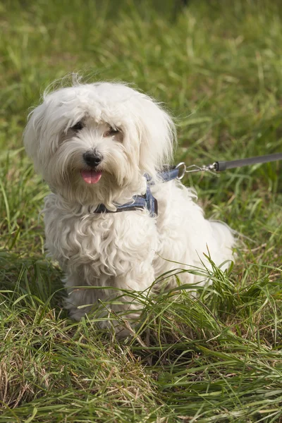 Niedlicher Hund — Stockfoto