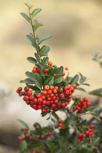 Baies rouges dans le jardin — Photo