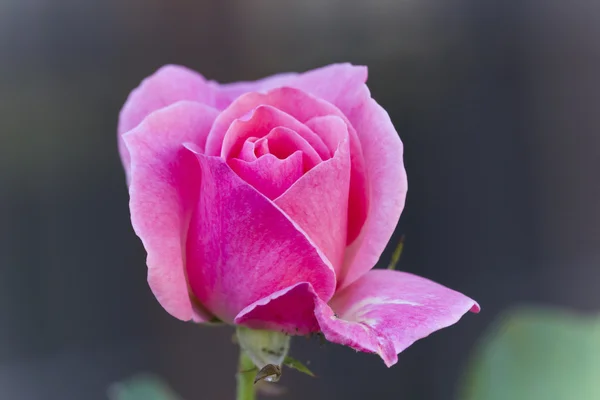 Rosas en el jardín —  Fotos de Stock