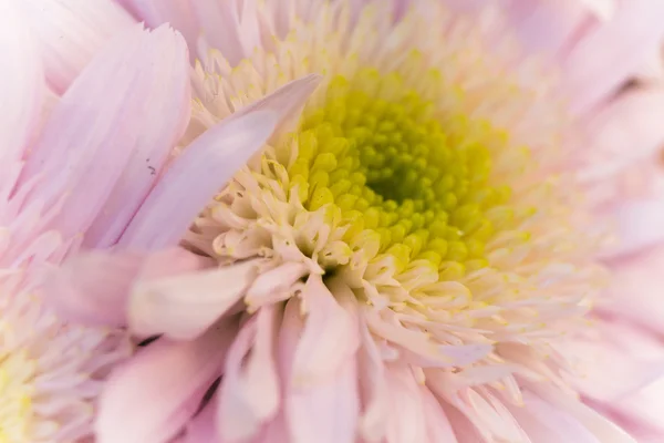 Chrysanthemum in the garden — Stock Photo, Image
