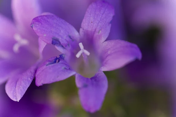 Flor en el jardín — Foto de Stock