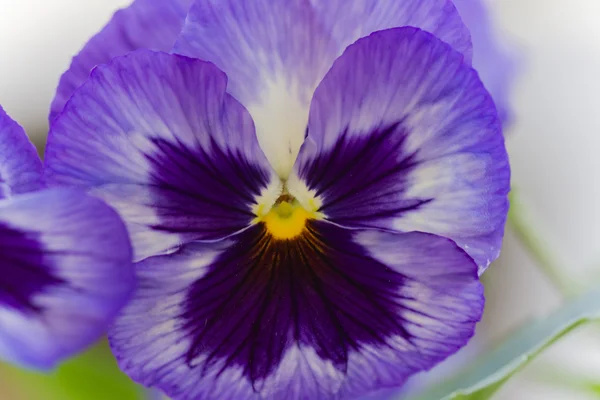 Violeta no jardim — Fotografia de Stock