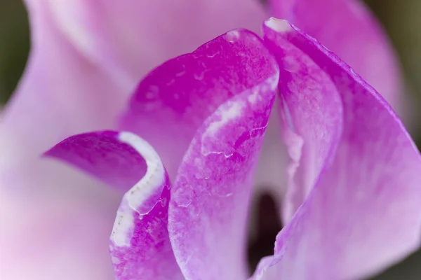 Cyclamen in the garden — Stock Photo, Image