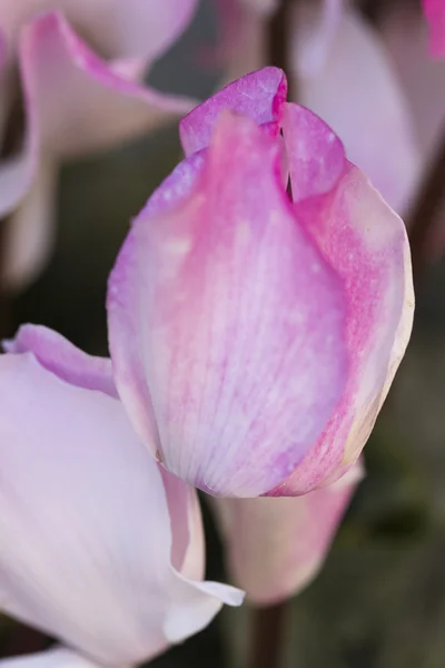 Cyclamen in the garden — Stock Photo, Image