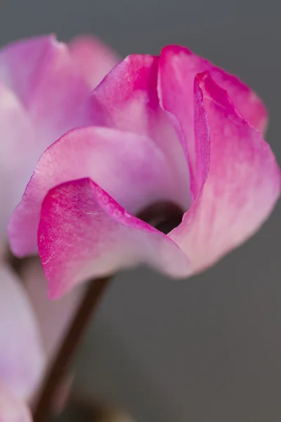 Cyclamen v zahradě — Stock fotografie