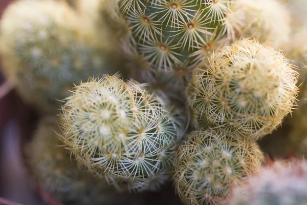 Succulent plant — Stock Photo, Image