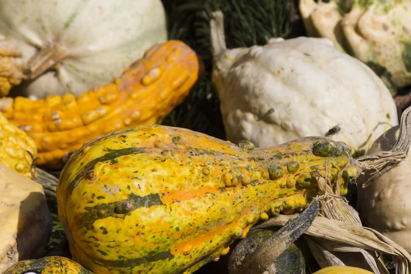 Pompoen in de tuin — Stockfoto