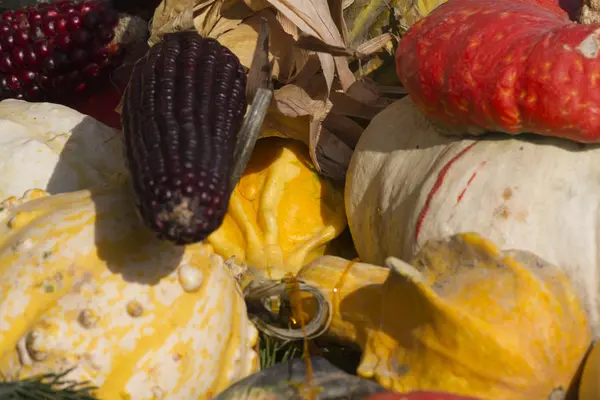 Pompoen in de tuin — Stockfoto