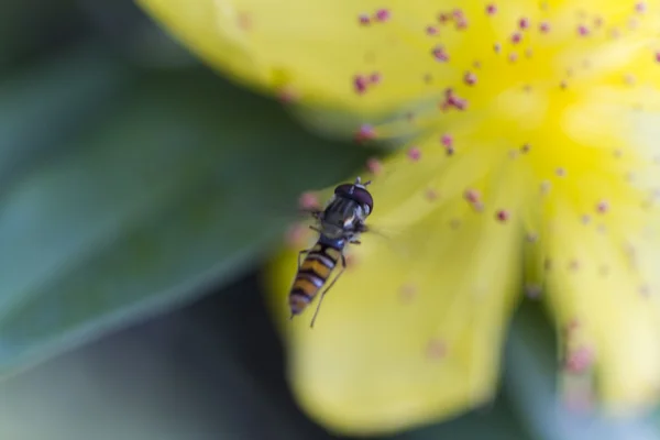 Bee on buttercup — Stock Photo, Image