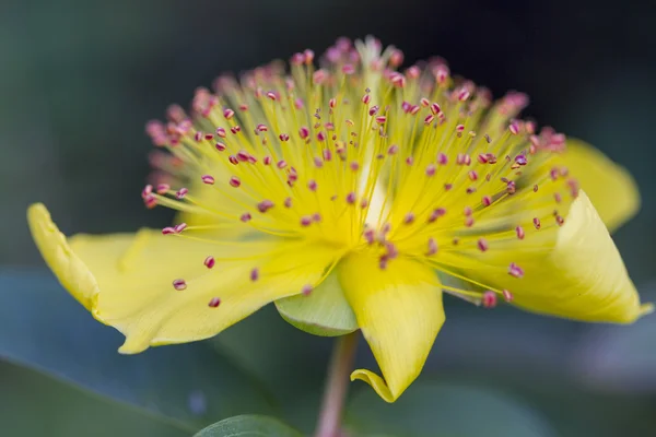 Boterbloem in de tuin — Stockfoto