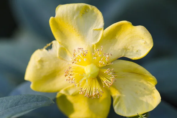 Buttercup en el jardín — Foto de Stock