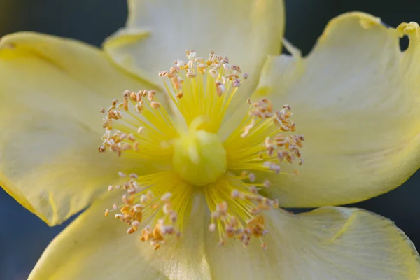 Buttercup en el jardín — Foto de Stock