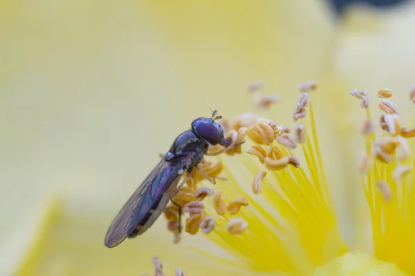 Biene auf Butterblume — Stockfoto