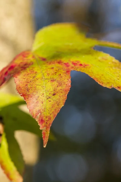 Herfstblad — Stockfoto