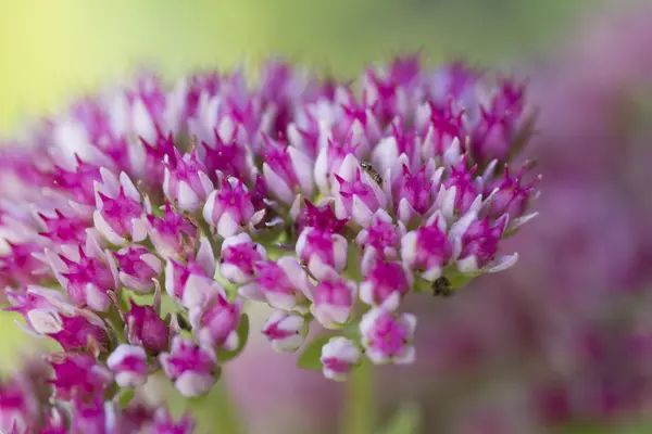 Flor en el jardín — Foto de Stock