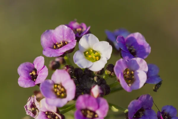 Fleur dans le jardin — Photo