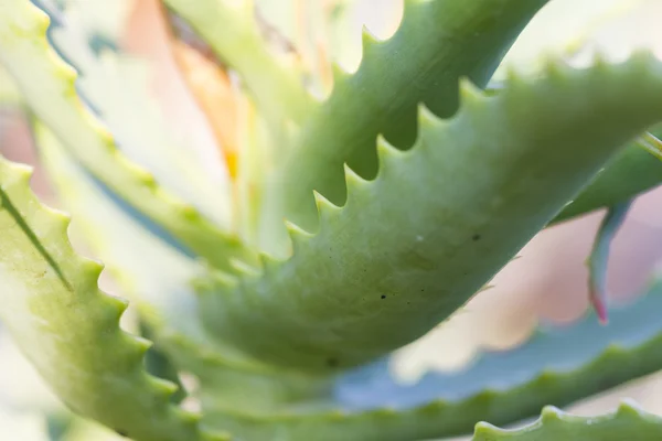 Succulent plant — Stock Photo, Image