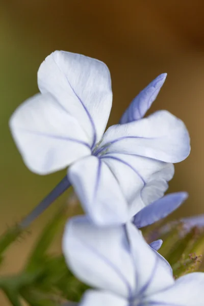 Květina v zahradě — Stock fotografie