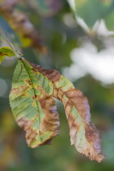 Осіннє листя — стокове фото